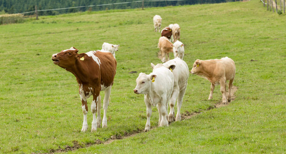 Junge Rinder auf der Weide