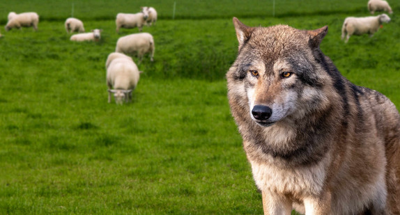 Wolf vor einer Schafherde