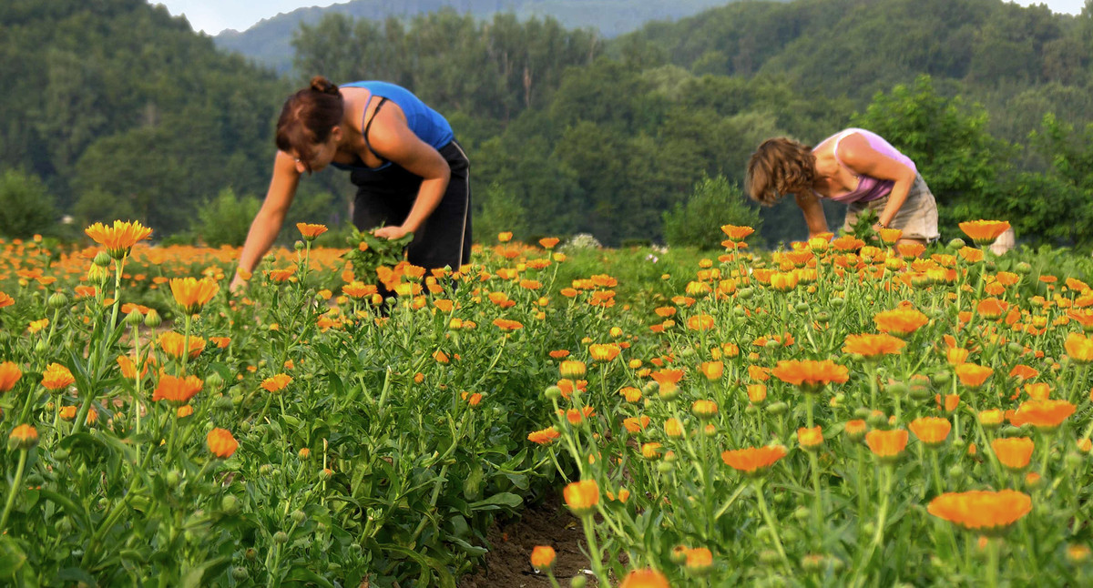 Frauen arbeiten auf Blumenfeld (© Weleda)