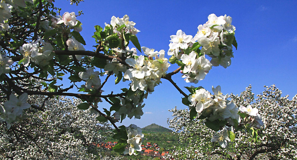 Apfelblüte in Hepisau: Vogelschutzgebiet „Vorland der mittleren schwäbischen Alb“ (Foto: Dieter Ruoff)