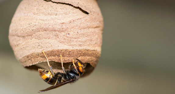 Asiatische Hornisse (Vespa velutina nigrithorax) beim Nestbau