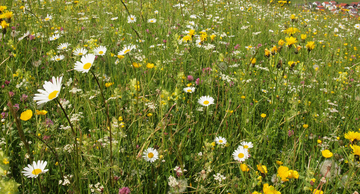 Blumenwiese im FFH-Gebiet „Filsalb“ (Kreis Göppingen)