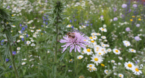 Wildbiene auf einer Witwenblume in Denzlingen