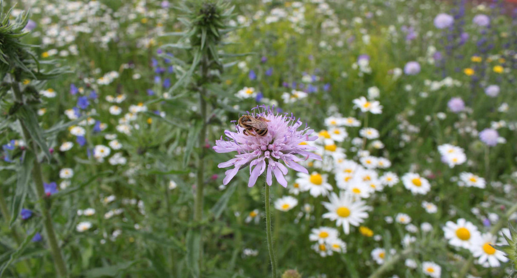 Wildbiene auf einer Witwenblume in Denzlingen