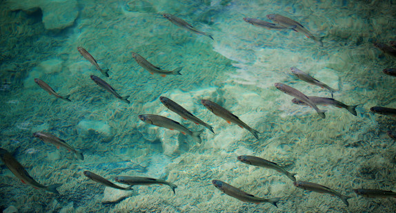 Fische schwimmen im Wasser