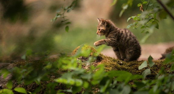 junge Wildkatze