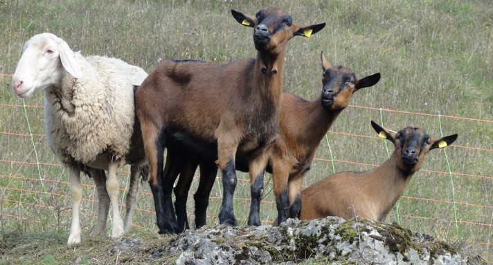 Paradiestal 13.10.2008: auf einer Weide schauen ein Schaf und drei Ziegen neugierig in die Kamera