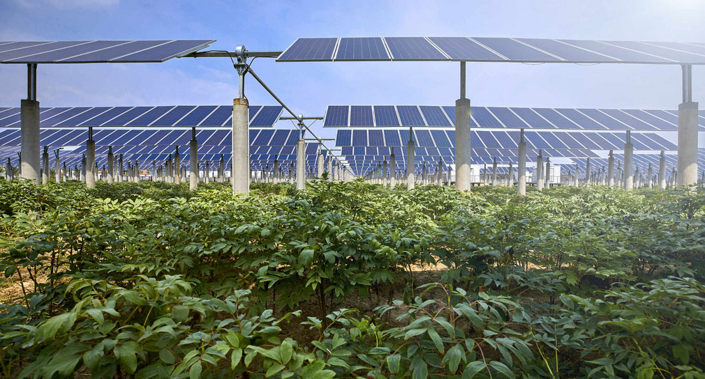 Agri-Photovoltaik: Gemüse wächst unter Solarpanelen