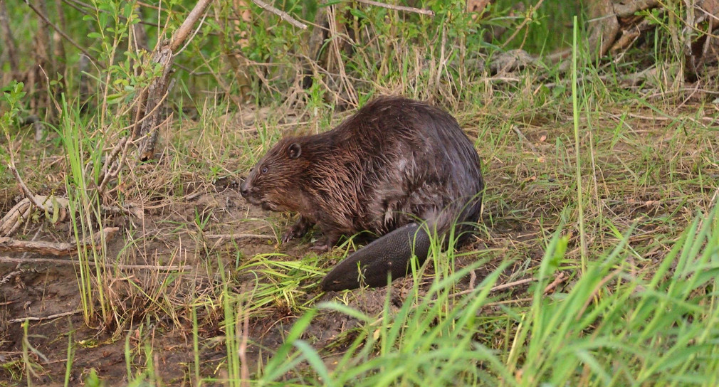 Der Biber ist ein faszinierendes Tier.