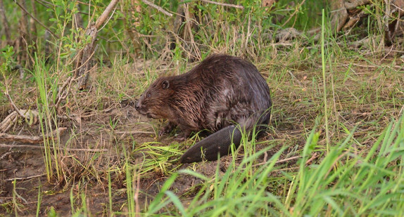 Der Biber ist ein faszinierendes Tier.