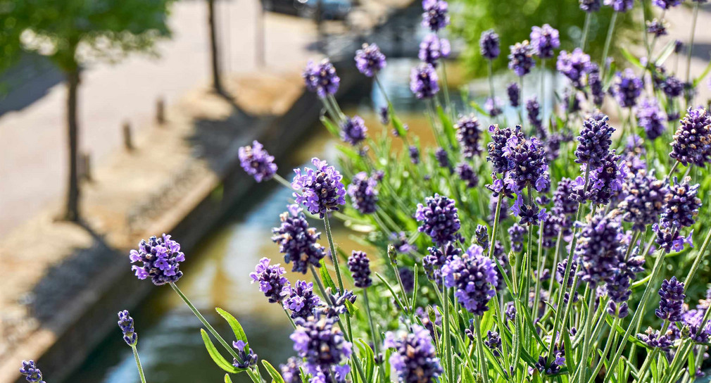 Blühender Lavendel oder Lavandula auf einem Balkon