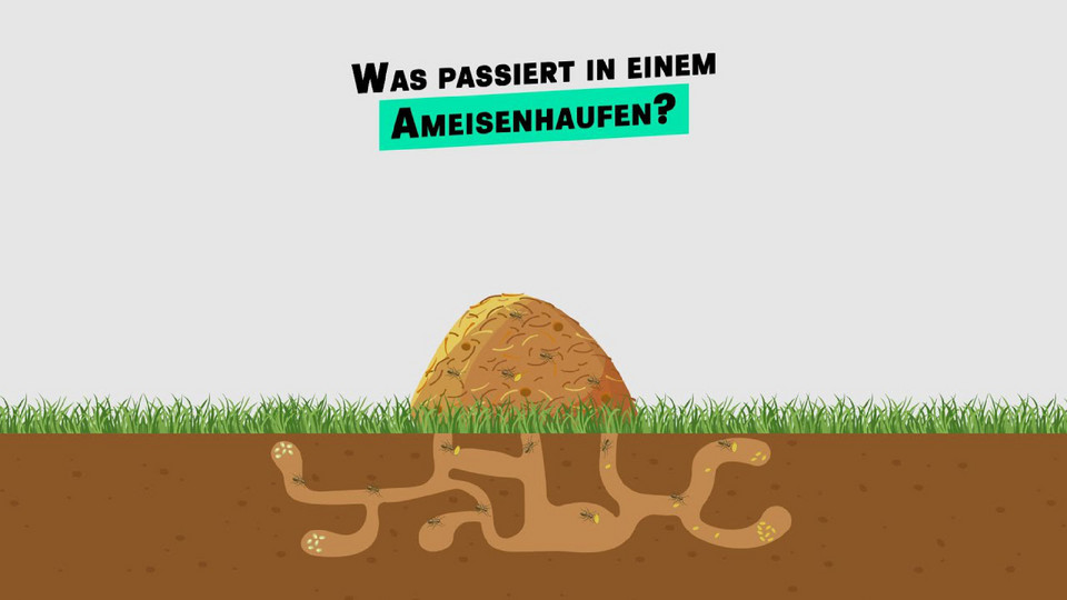 Kurzfilm Was passiert in einem Ameisenhaufen: Startbild