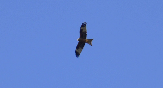 Rotmilan fliegt am Himmel