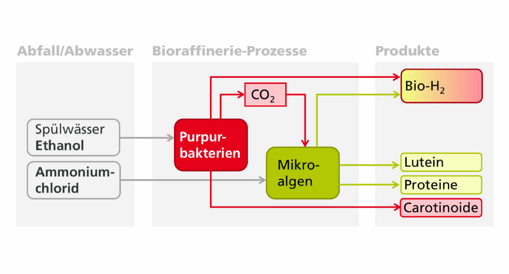 Grafik: Bioraffinerieprozesse im Projekt SmartBioH2 BW
