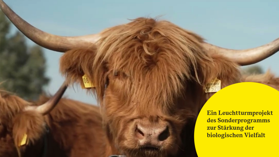 Projekt Auendynamiken nachahmen, Rohbodenstandorte schaffen