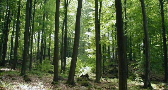 Wald in Heiligenberg