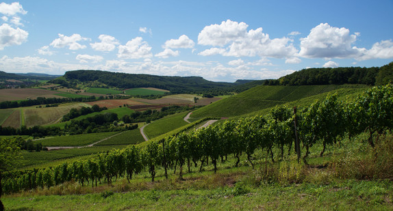 Weinberge