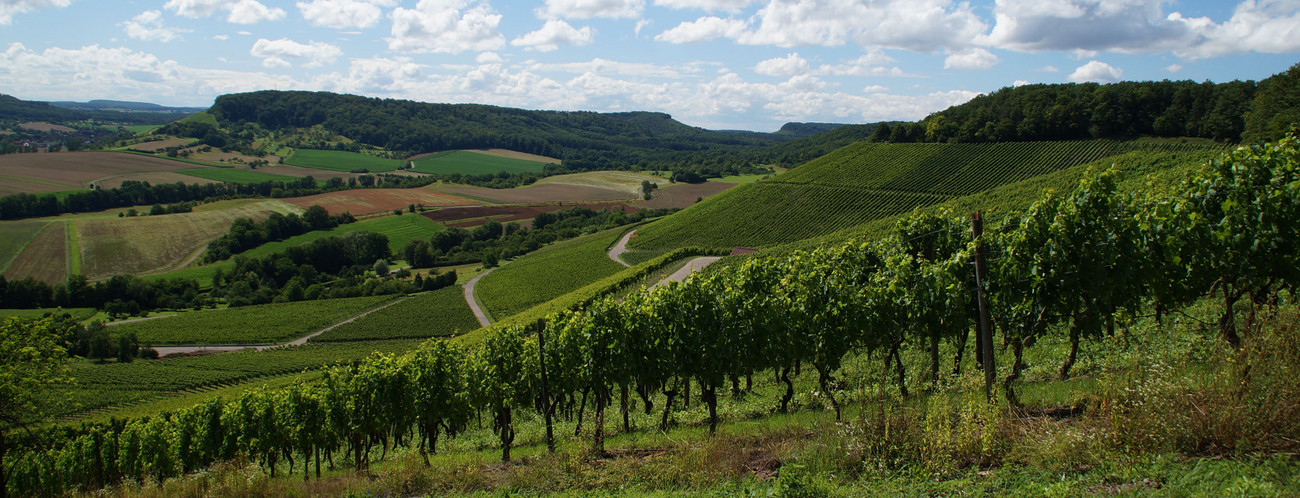 Weinberge