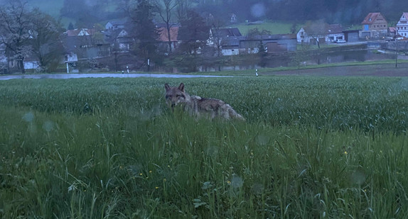 Wolf in Kirchberg an der Jagst (Landkreis Schwäbisch Hall) gesichtet