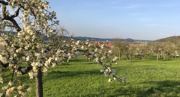 Streuobstwiese in Tübingen