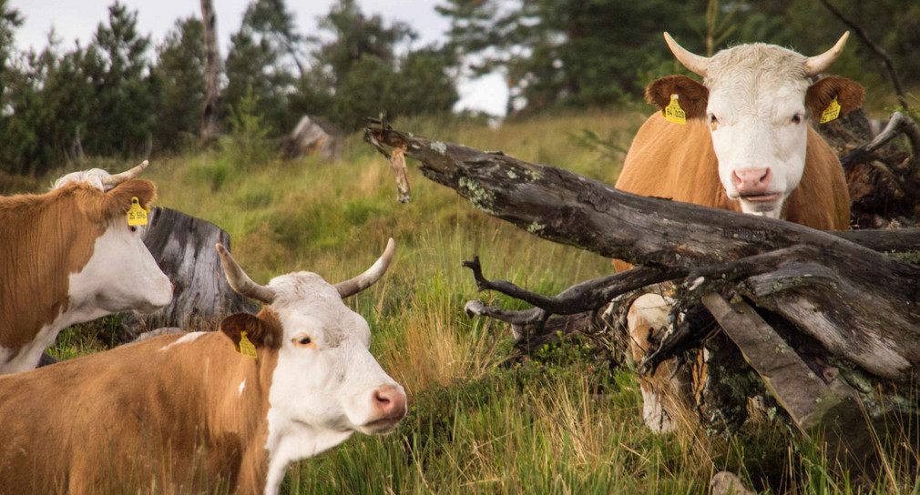 Hinterwälder Rinder leisten einen Beitrag zum Erhalt der Artenvielfalt.
