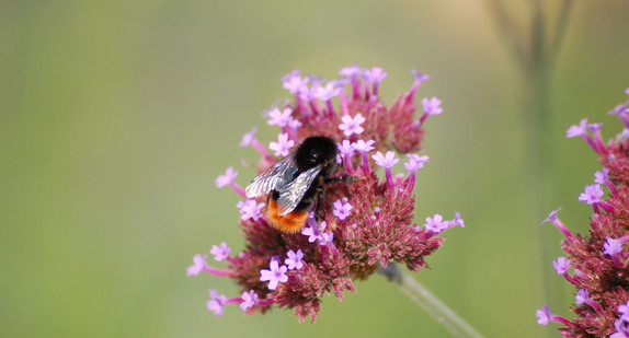 Hummel sitzt auf Blume