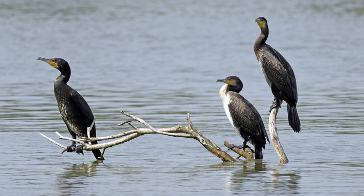 Kormorane auf Ästen sitzend am Wasser (Phalacrocorax carbo)