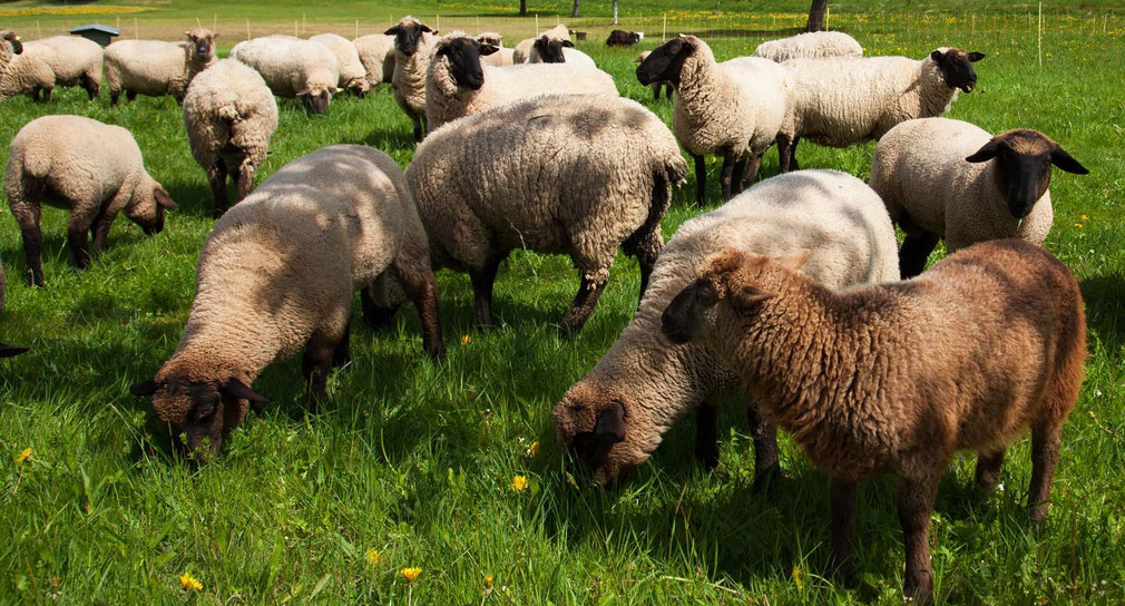 Eine Herde Schafe im Biosphärengebiet Schwarzwald