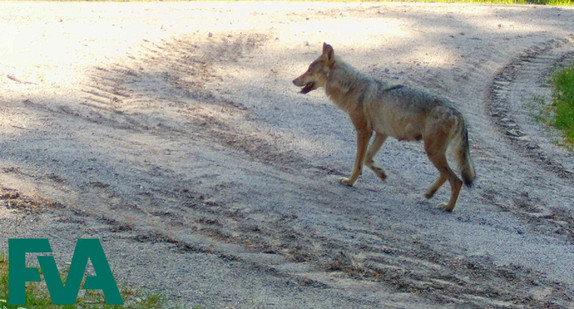 Fähe (Wildkamera der FVA; Aufnahme vom 06.06.2023)