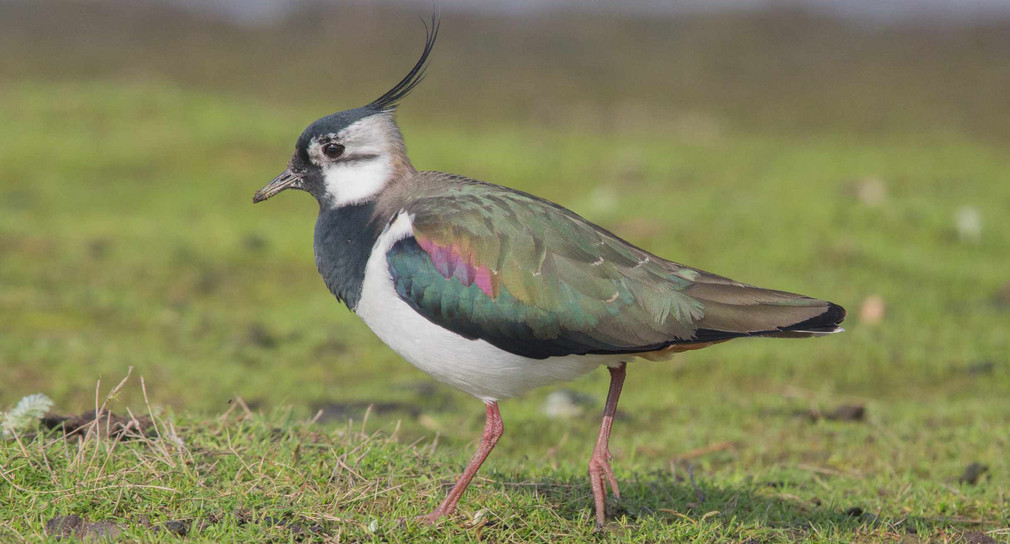 Männlicher Kiebitz (Vanellus vanellus)