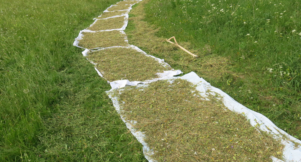 Saatgutgewinnung in Schutzgebieten
