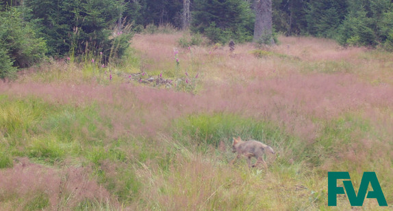 Fotofallenbild in der Gemeinde Schluchsee zeigt Wolfswelpen