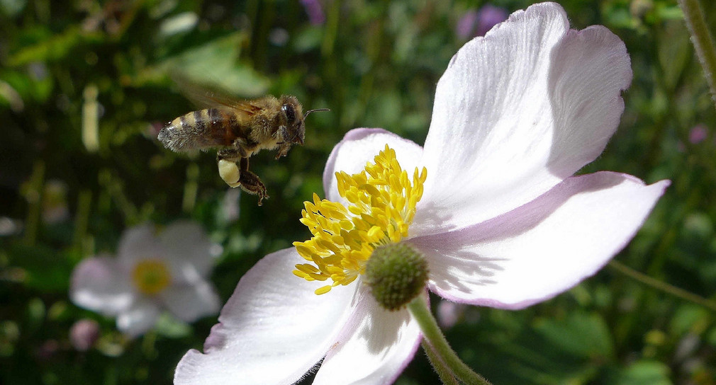 Biene bestäubt eine Pflanze