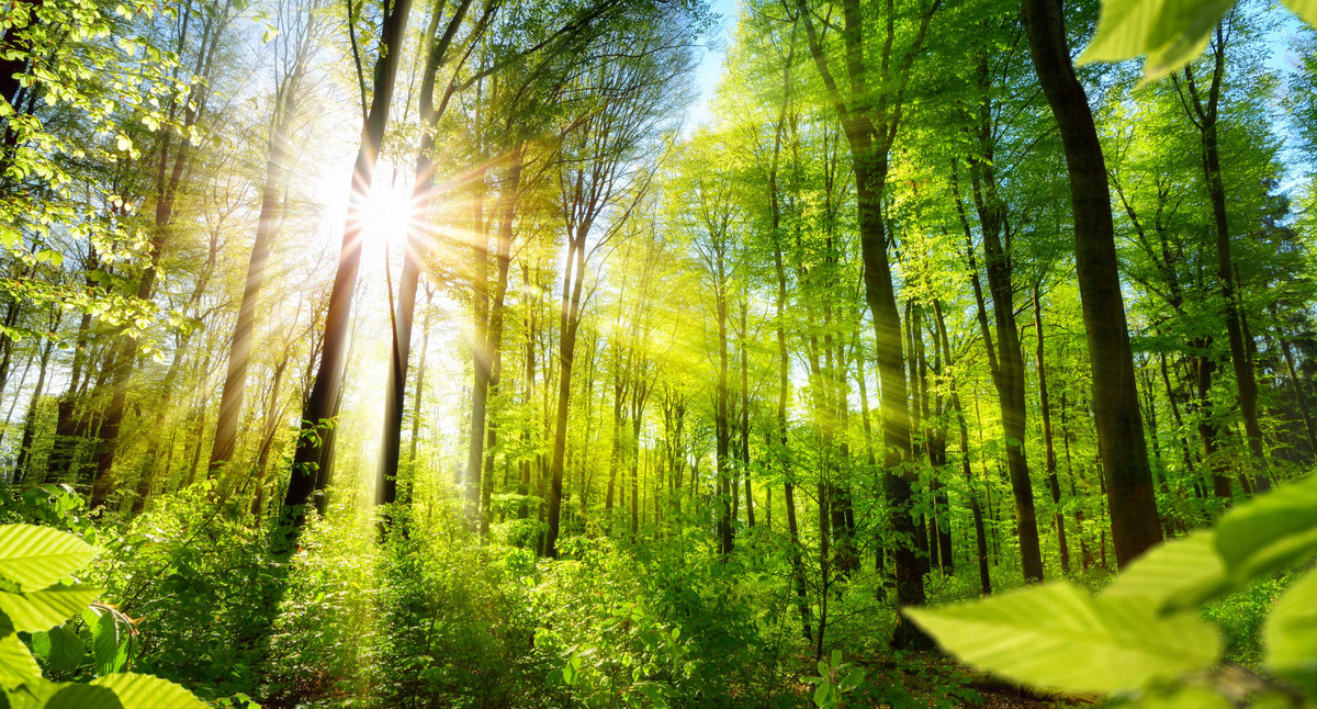 Sonnenbeschienene Laubbäume im Wald