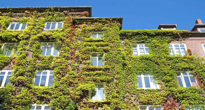 Fassadenbegrünung