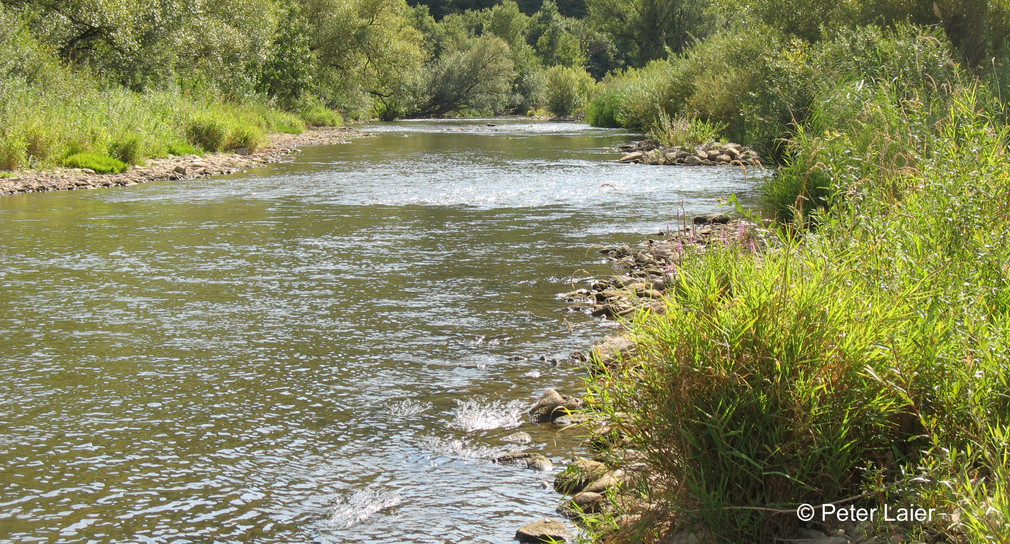 Der renaturierte Kocher in Forchtenberg