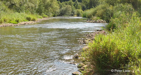 Der renaturierte Kocher in Forchtenberg