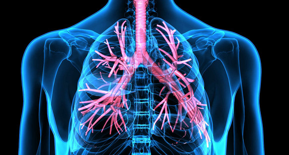 3D-Illustration einer Lunge