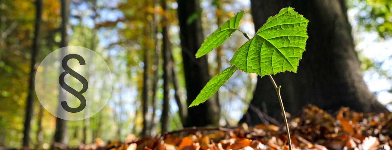 Buchenkeimling im Wald mit Paragraf