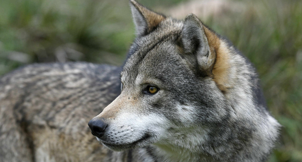 Europäischer Wolf (Canis lupus lupus) - gray wolf