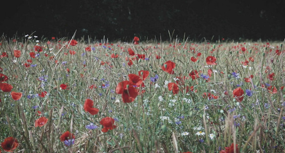 Blumenwiese aus dem Film Baden-Württemberg geht neue Wege: gemeinsam für mehr Artenschutz