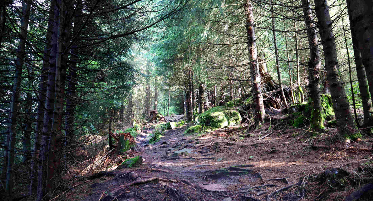 Nationalpark Schwarzwald