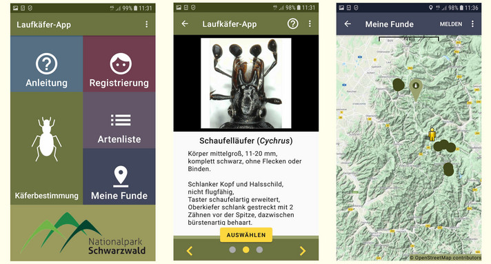 digitale Bestimmungs-App für Sandlaufkäfer und Großlaufkäfer 