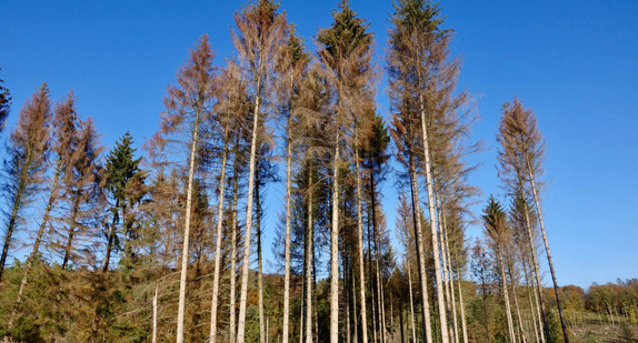 Effekt eines zu heißen Sommers; Waldschaden in Deutschland