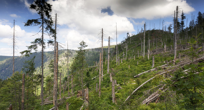 Bannwald im Naturschutzgebiet Feldberg