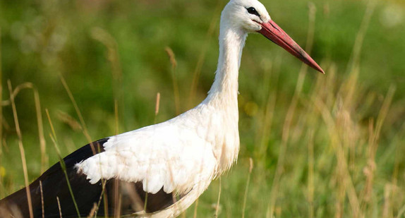 Weissstorch (Ciconia ciconia)