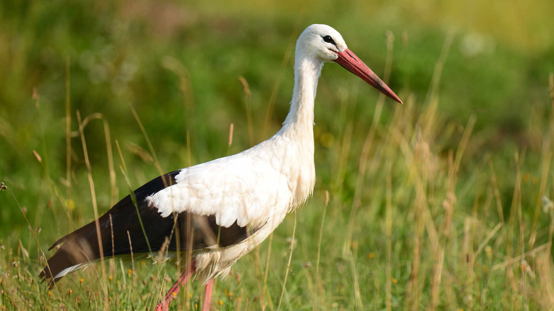 Weissstorch (Ciconia ciconia)']