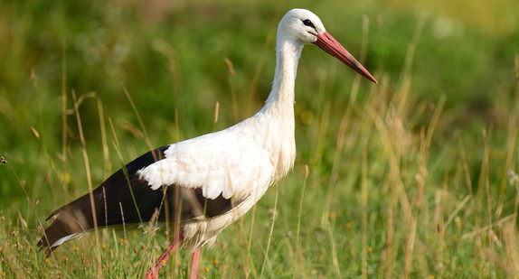 Weissstorch (Ciconia ciconia)