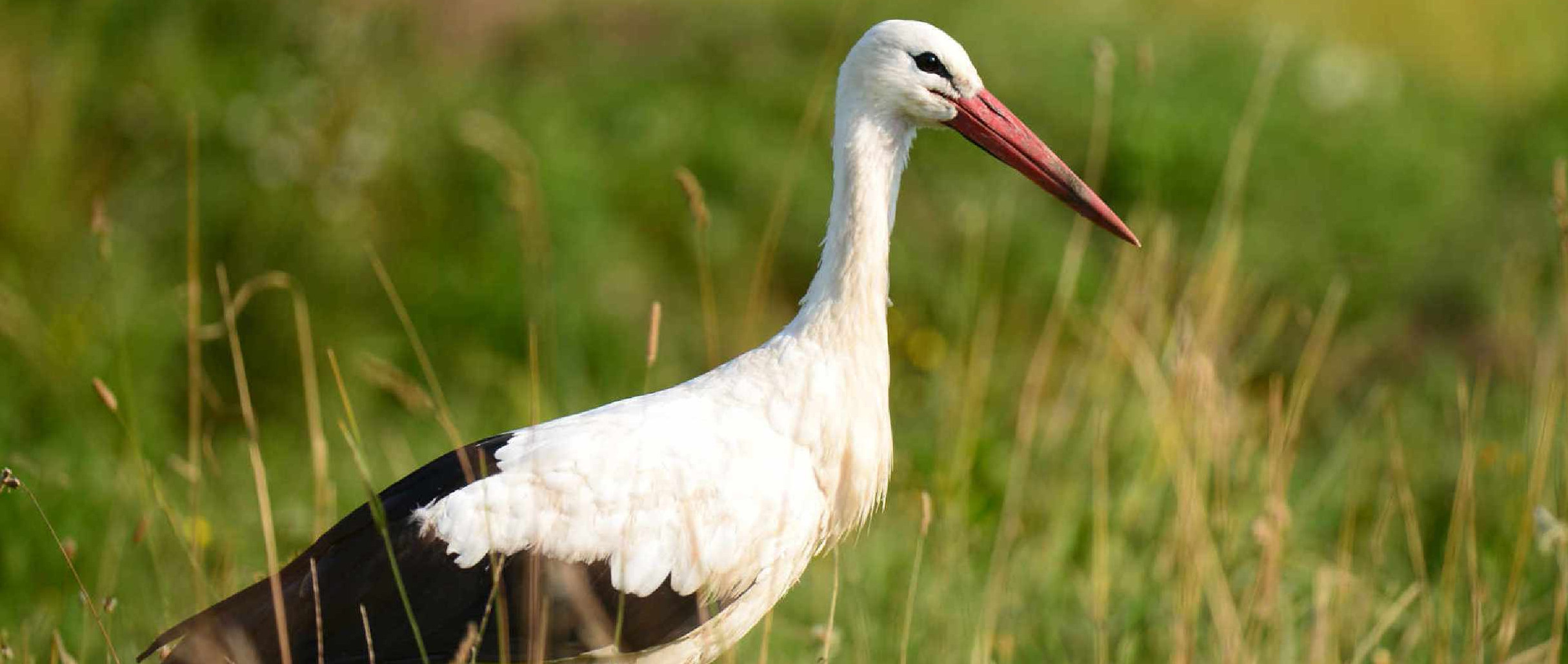 Weissstorch (Ciconia ciconia)