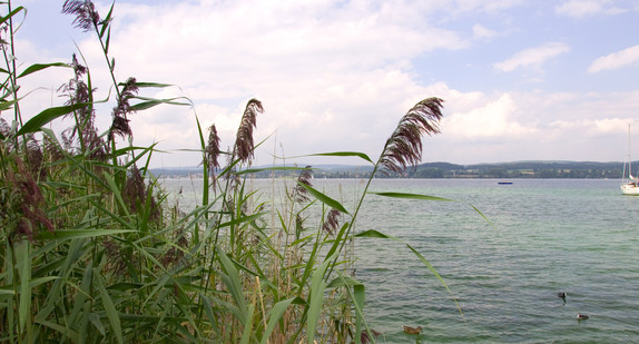 Wollmatinger Ried - Bodensee